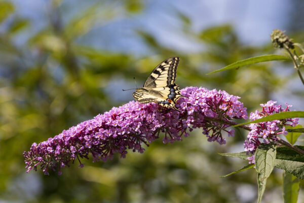 Schmetterling Schwalbenschwanz