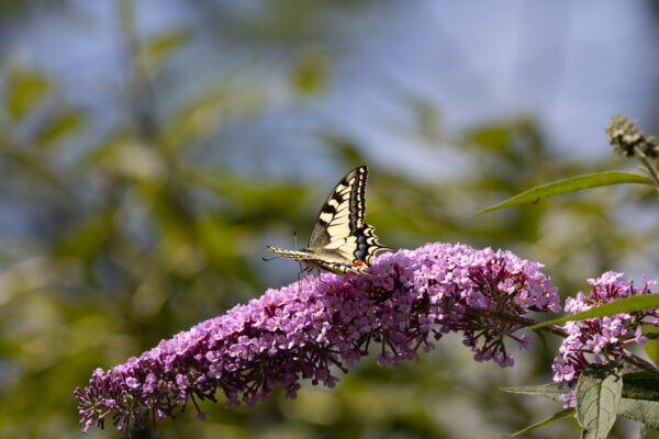 Schmetterling Schwalbenschwanz