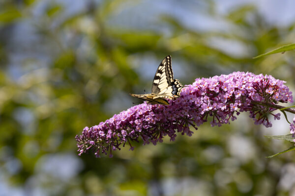 Schmetterling Schwalbenschwanz