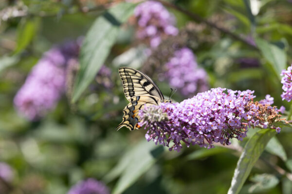 Schmetterling Schwalbenschwanz