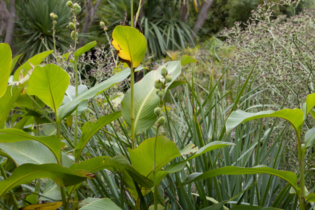 Jardin botanique de Vauville