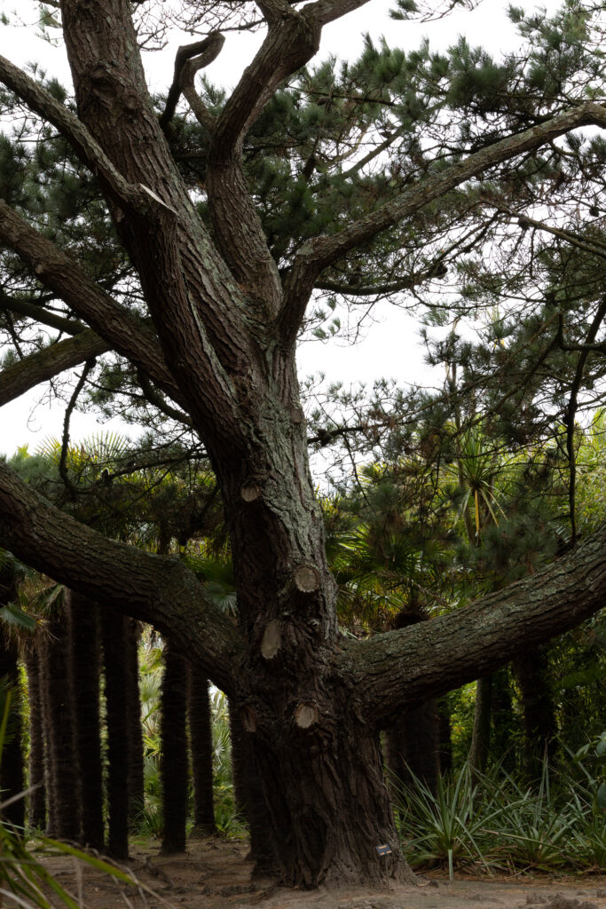 Jardin botanique de Vauville