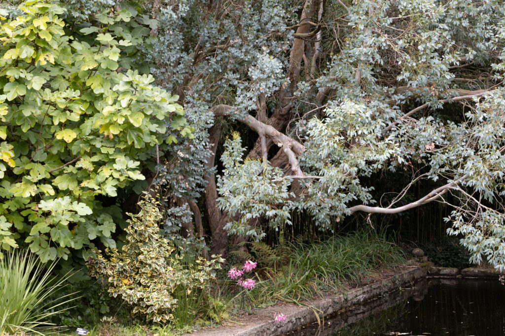 Jardin botanique de Vauville