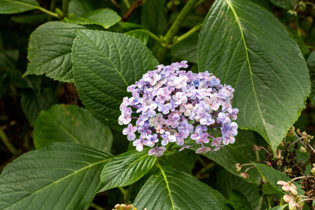 Jardin botanique de Vauville