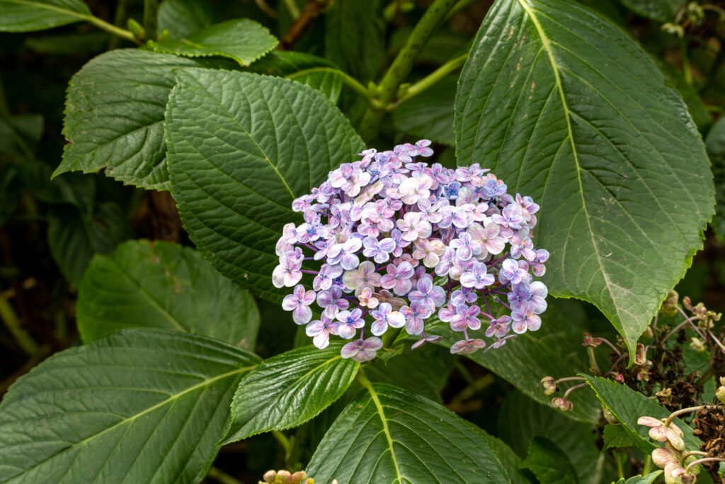 Jardin botanique de Vauville