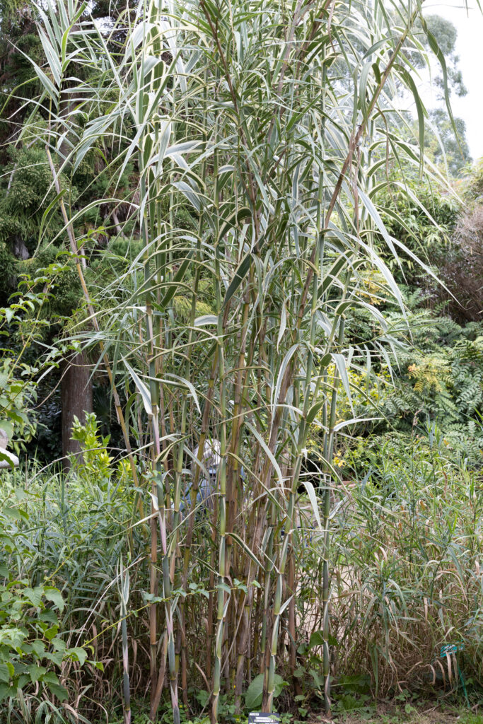 Jardin botanique de Vauville