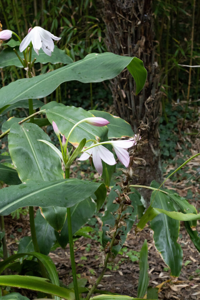 Jardin botanique de Vauville