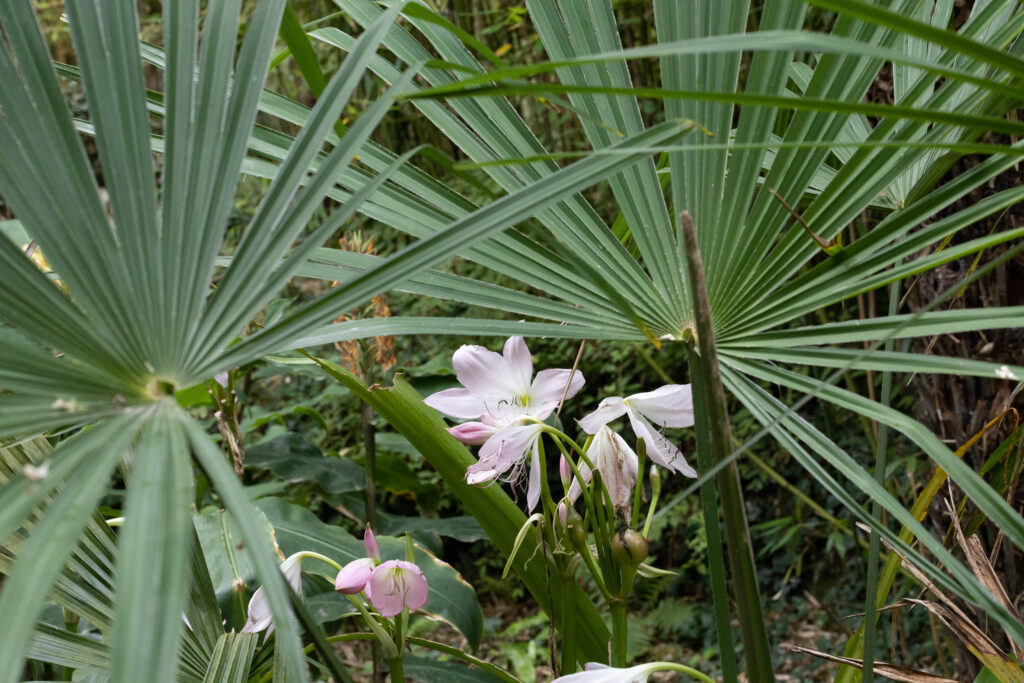 Jardin botanique de Vauville