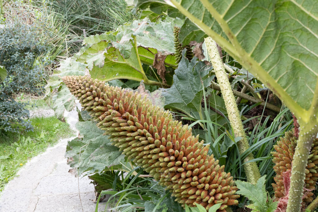 Jardin botanique de Vauville