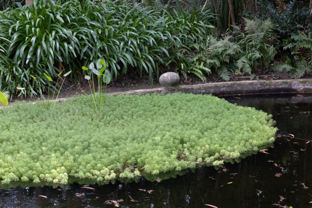 Jardin botanique de Vauville