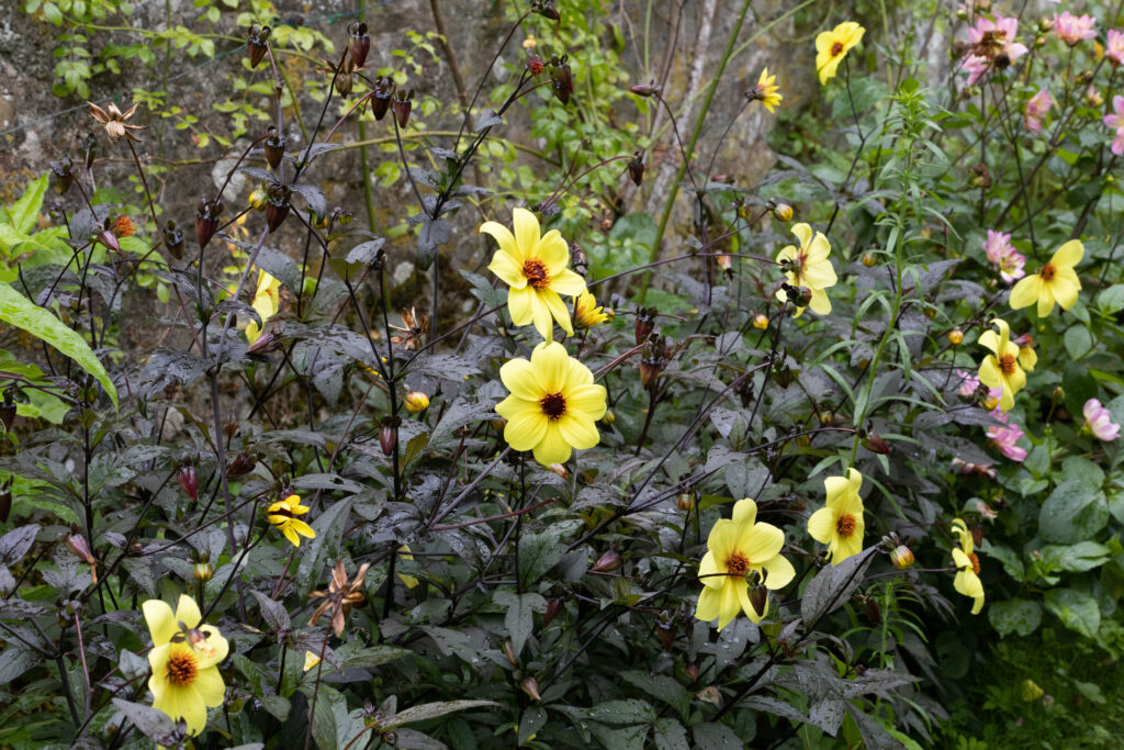 Jardin botanique de Vauville