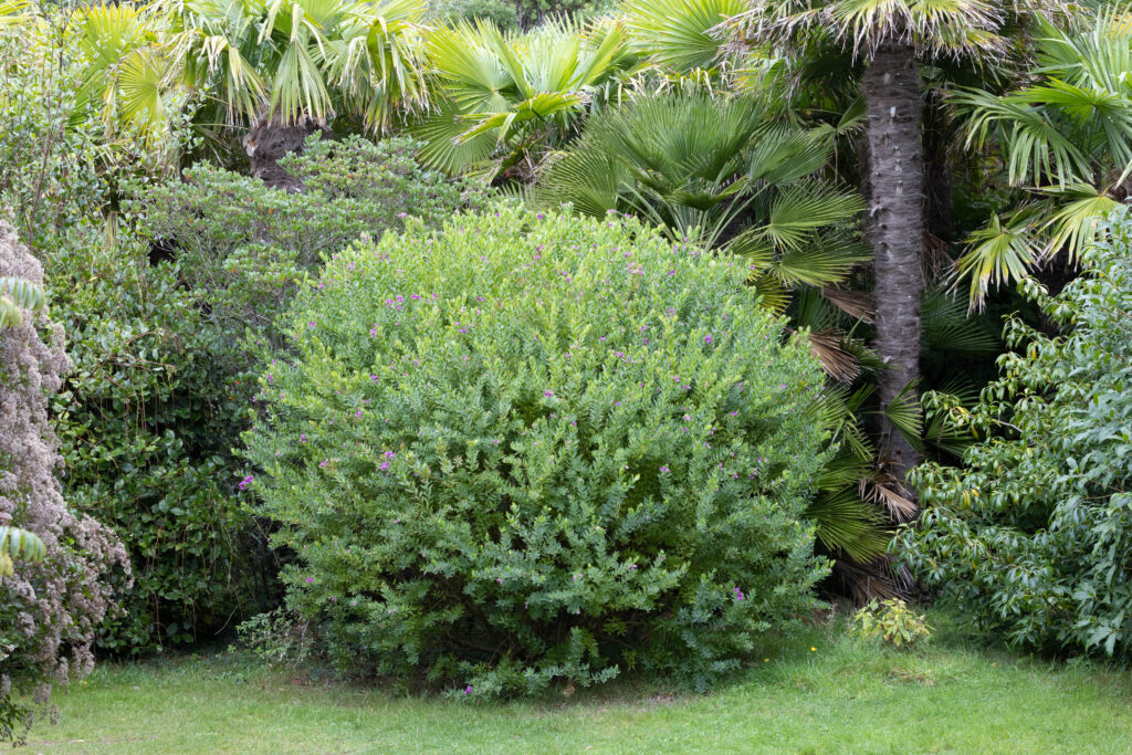 Jardin botanique de Vauville