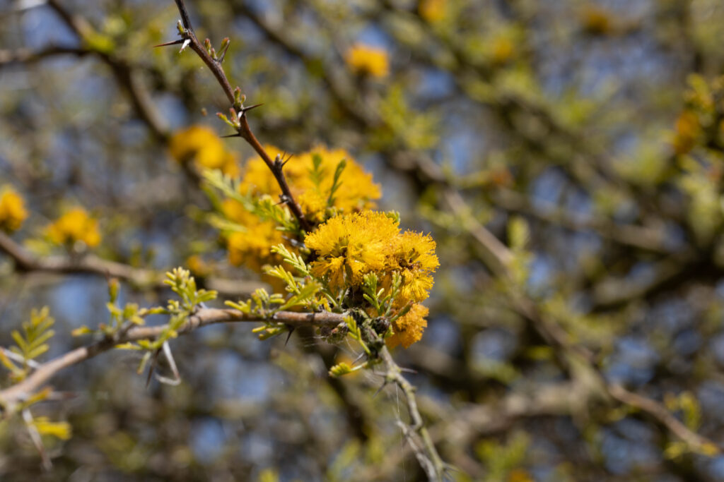 Garten von Roscoff