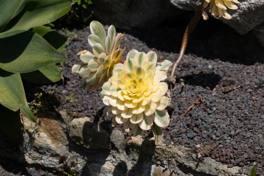 Garten von Roscoff