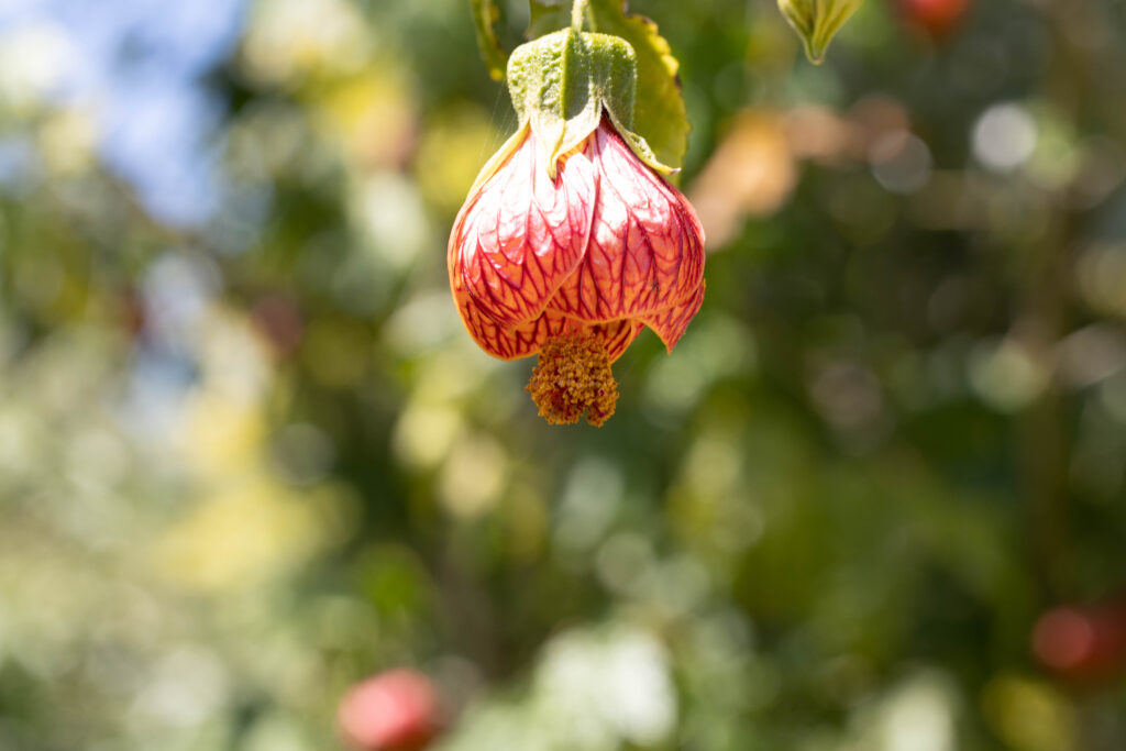 Garten von Roscoff