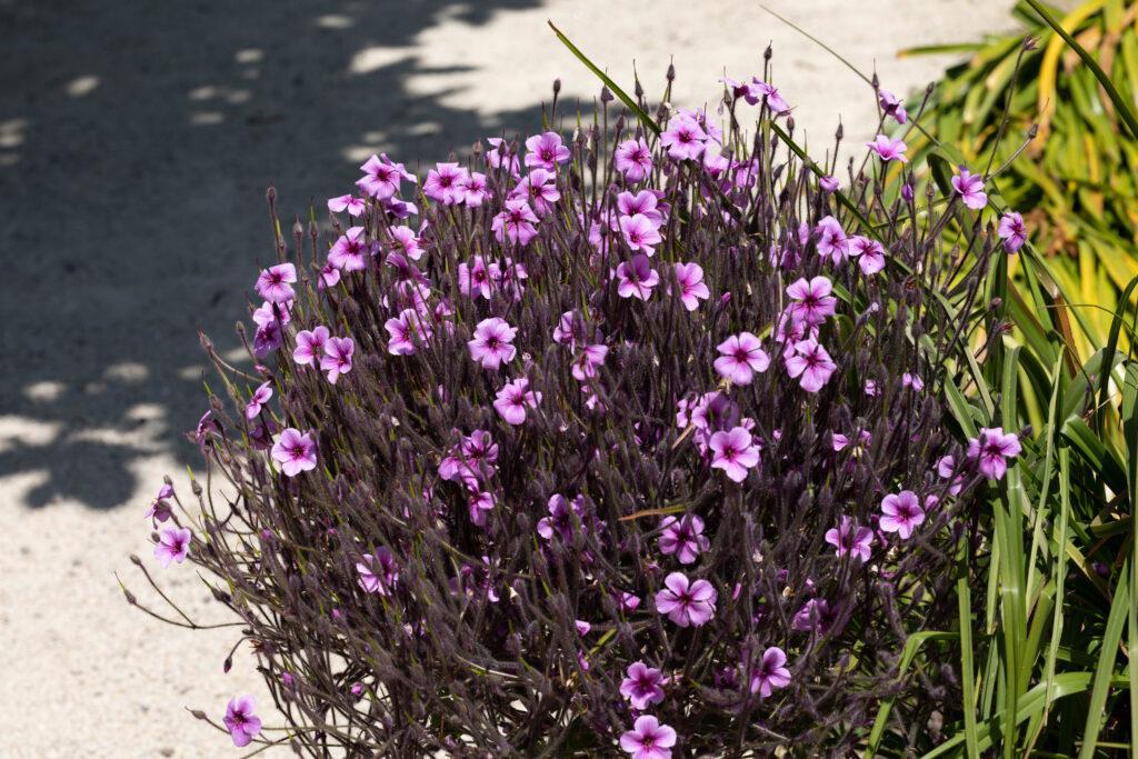 Garten von Roscoff