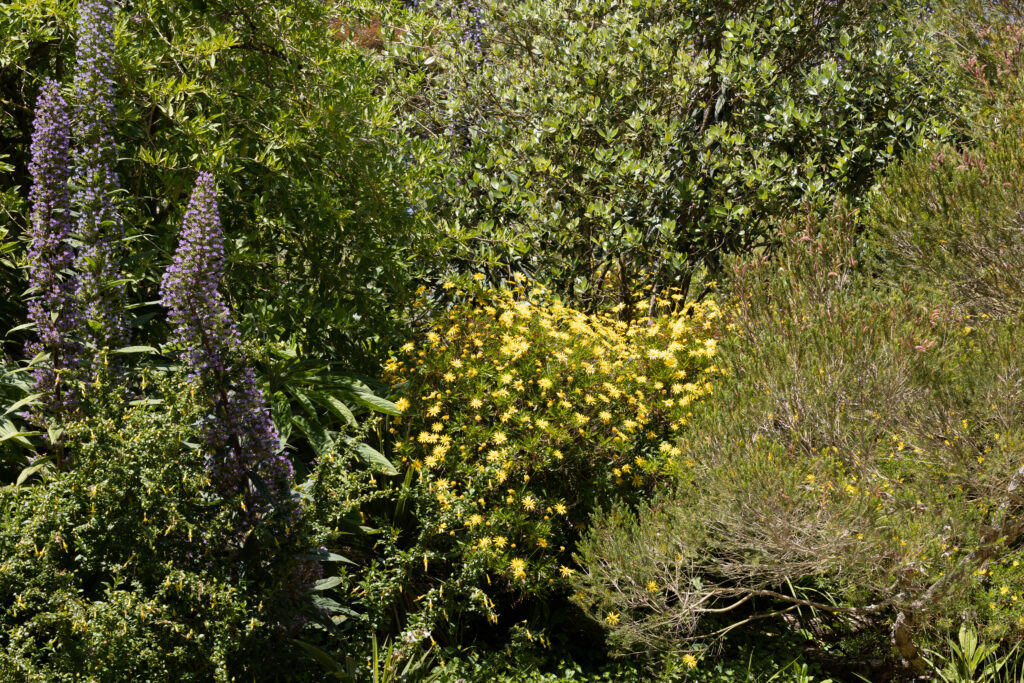 Garten von Roscoff