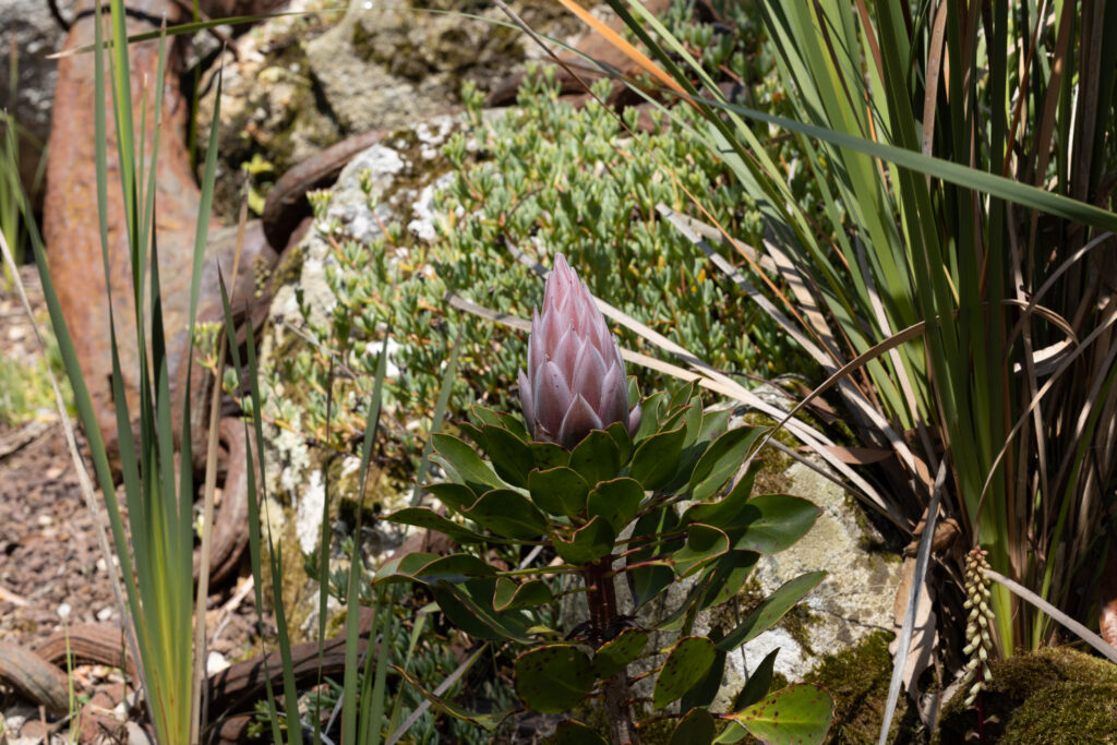 Garten von Roscoff