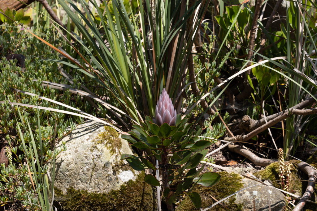 Garten von Roscoff